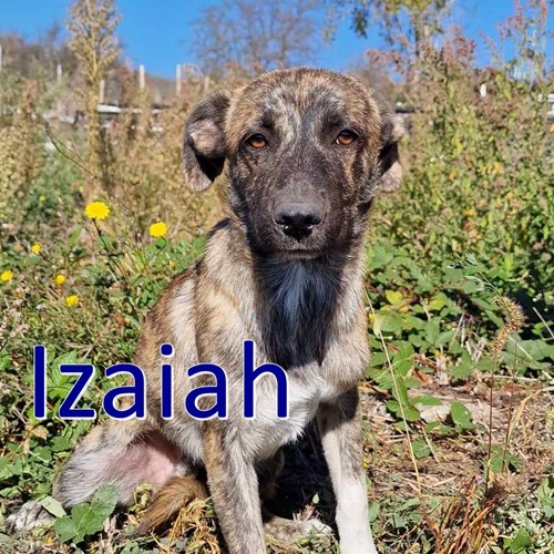 Izaiah