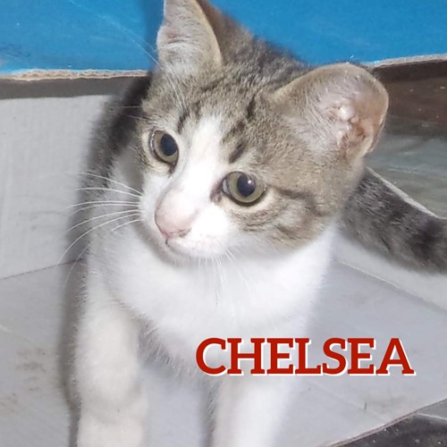 Chelsea