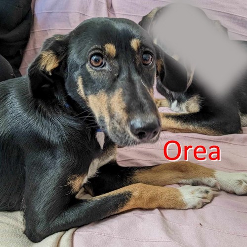 Orea