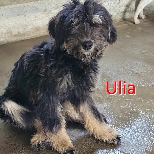 Ulia