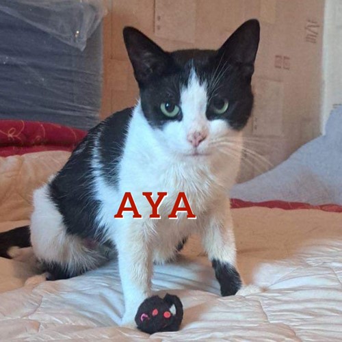 Aya