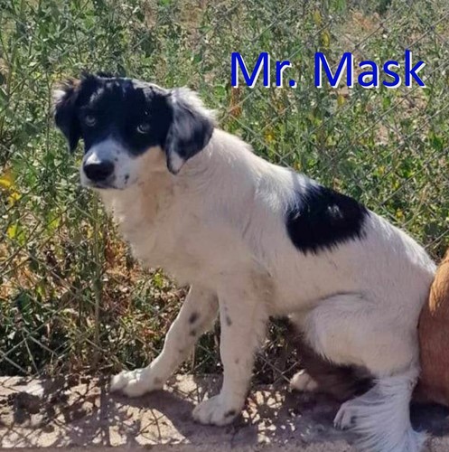 Mr Mask