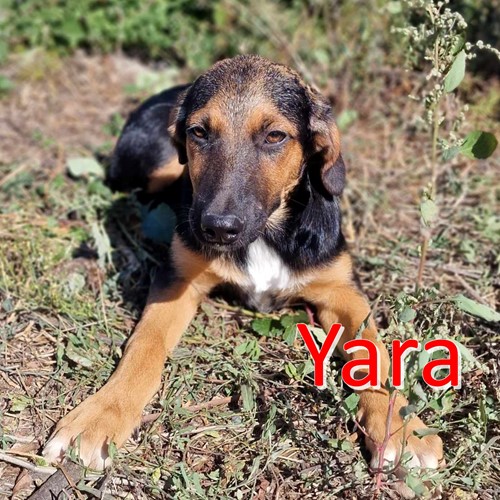 Yara