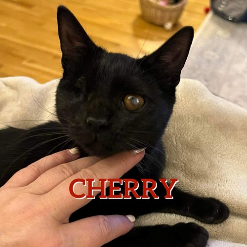 Cherry