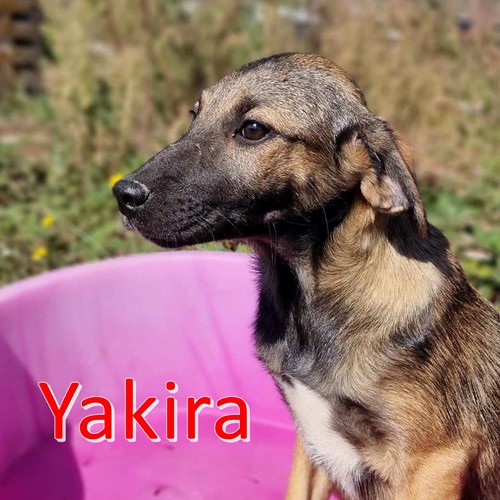 Yakira