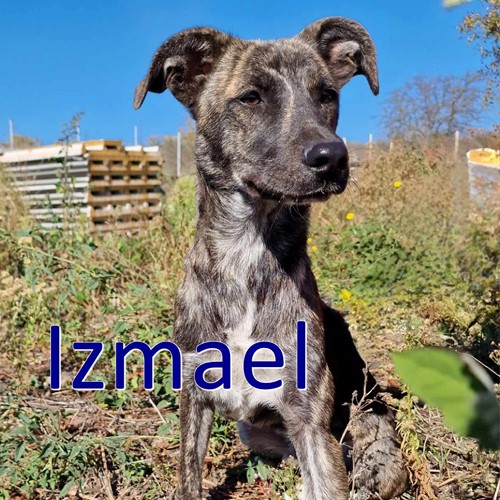 Izmael