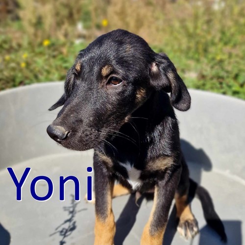 Yoni