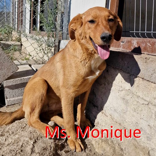 Ms Monique