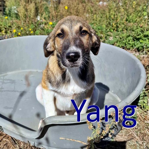 Yang